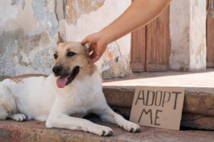 Cómo adoptar un perro: qué necesitas, requisitos