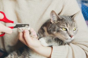 Cómo cortar las uñas a un gato y consejos