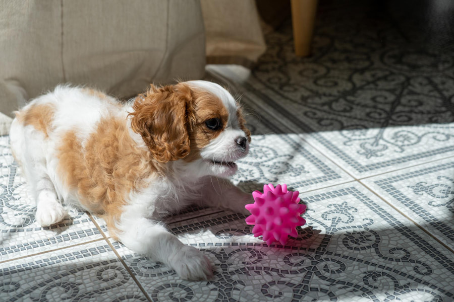 Mejores juguetes con sonido y ultrasónicos para perros ¿por qué les encantan?