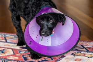 Guía informativa sobre el collar isabelino: consejos, tipos, cómo ponerlo