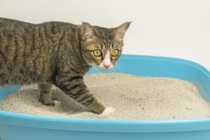 Las mejores arenas aglomerantes para gatos