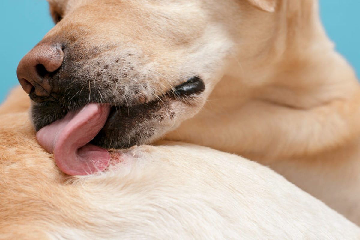 Picores en perros: Descubre cómo cuidar la salud de la piel de tu mascota