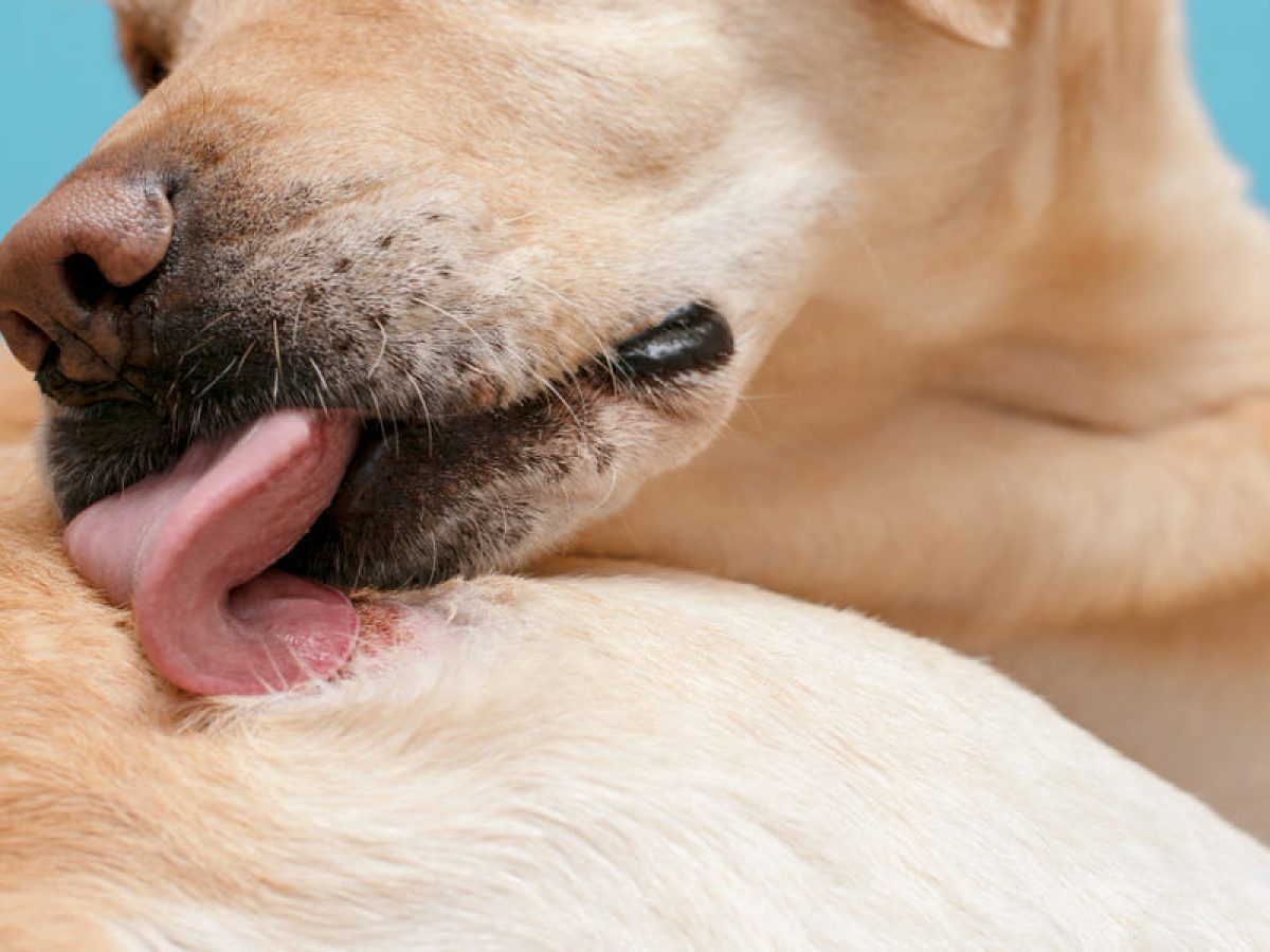 Qué enfermedades puede tener un perro salchicha, consecuencias y