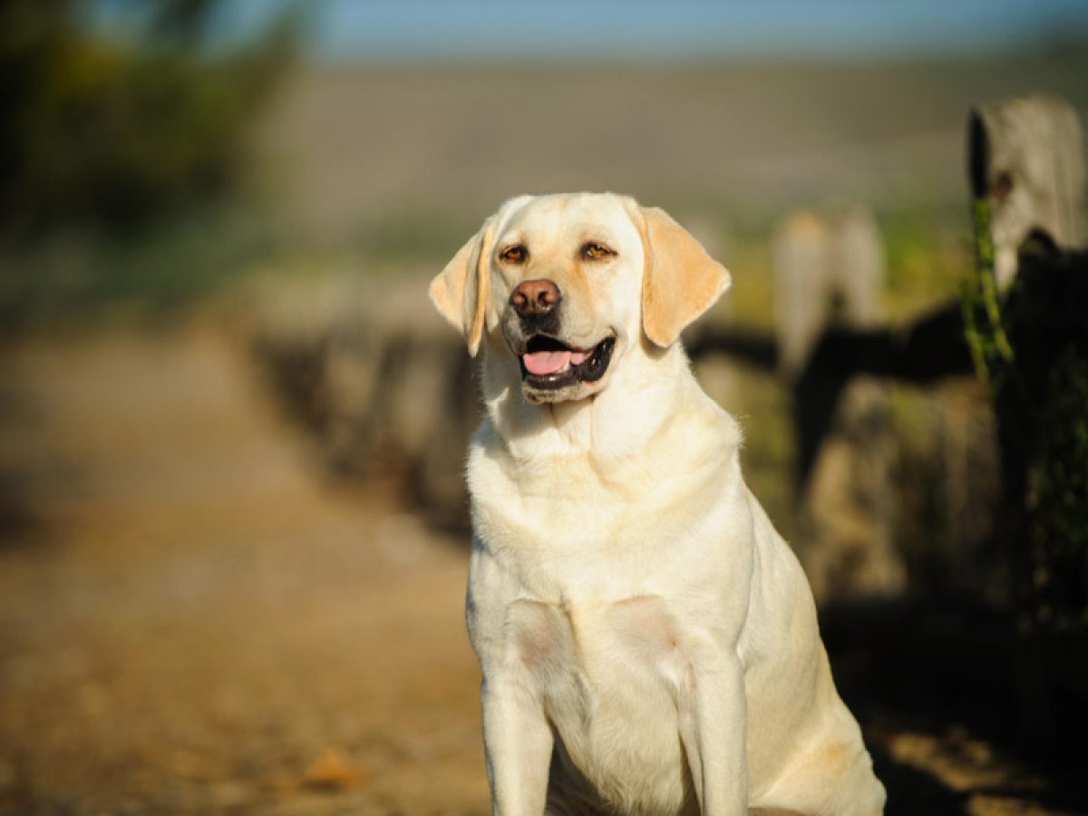 de que color era el labrador retriever original