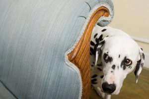 Qué hacer si tu perro tiene miedo a las tormentas: consejos para tranquilizarlo