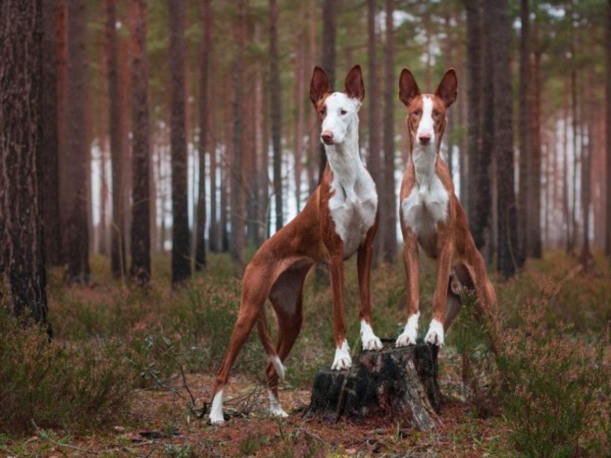 two ibizan hounds