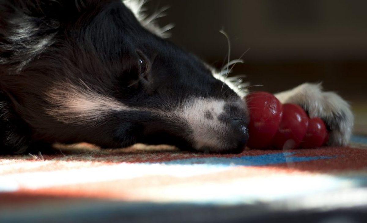 los border collies se sienten solos