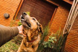 Qué es la sarna en perros, síntomas, cómo curarla y prevenirla