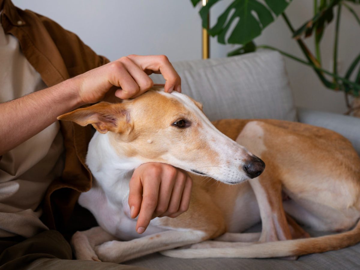 que le puedo dar a mi perro para la urticaria