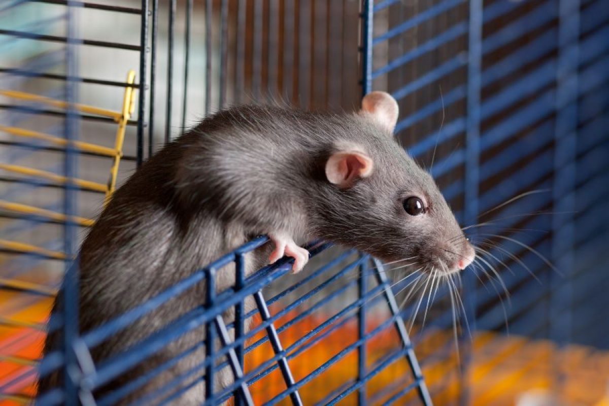 Qué hacer para no tener ratas en casa?