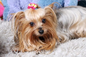 Guía sobre el yorkshire terrier