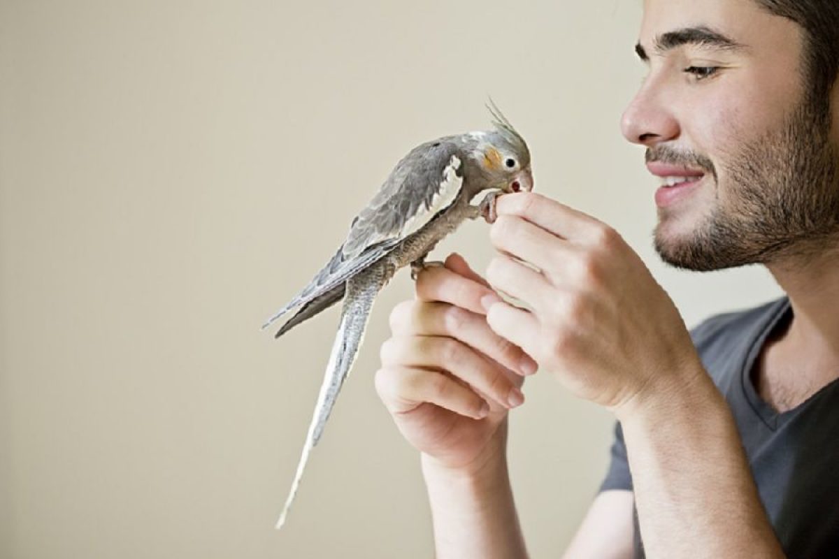 Cuáles son las enfermedades de los pájaros? - Tiendanimal