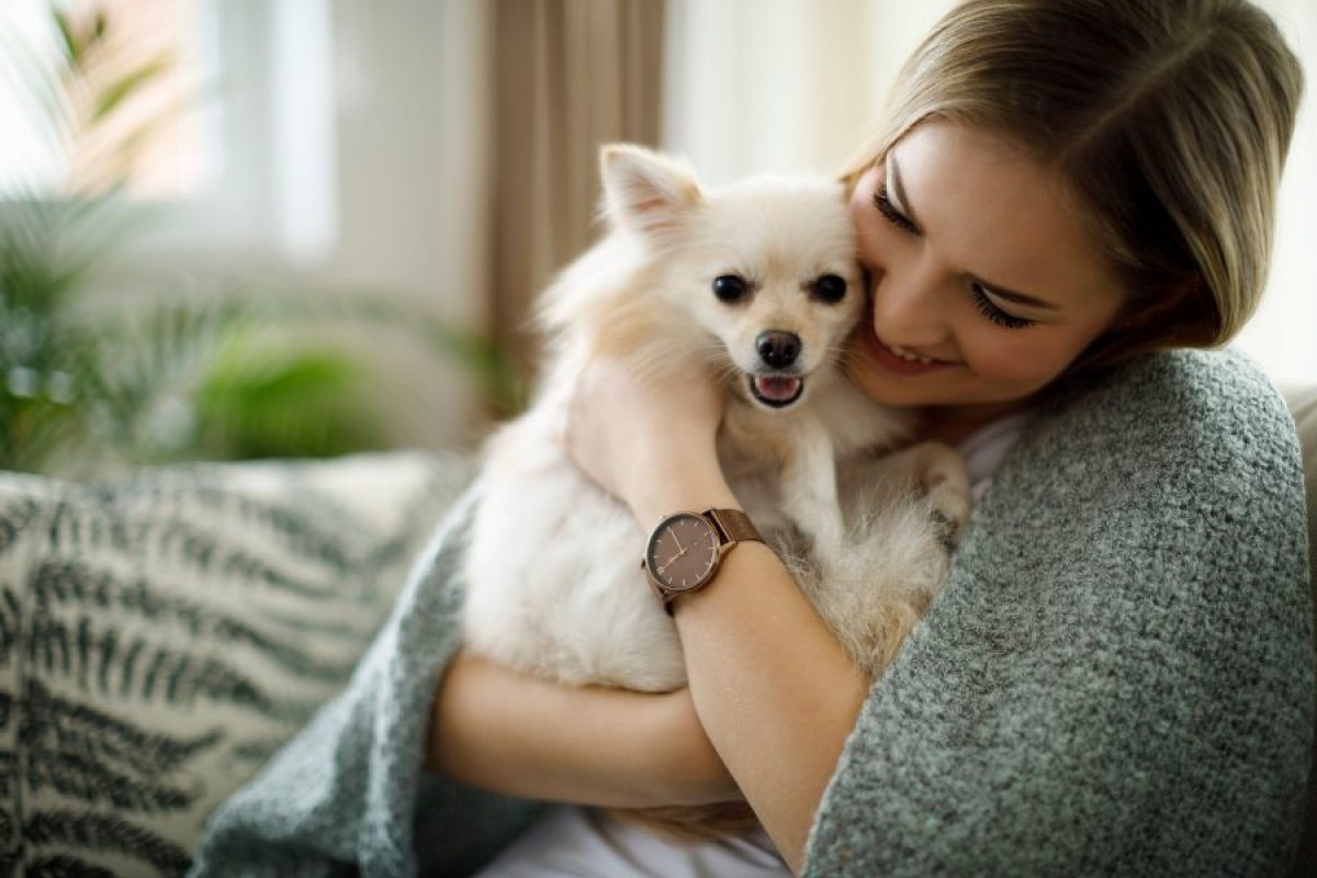 son los pomeranias perros agresivos