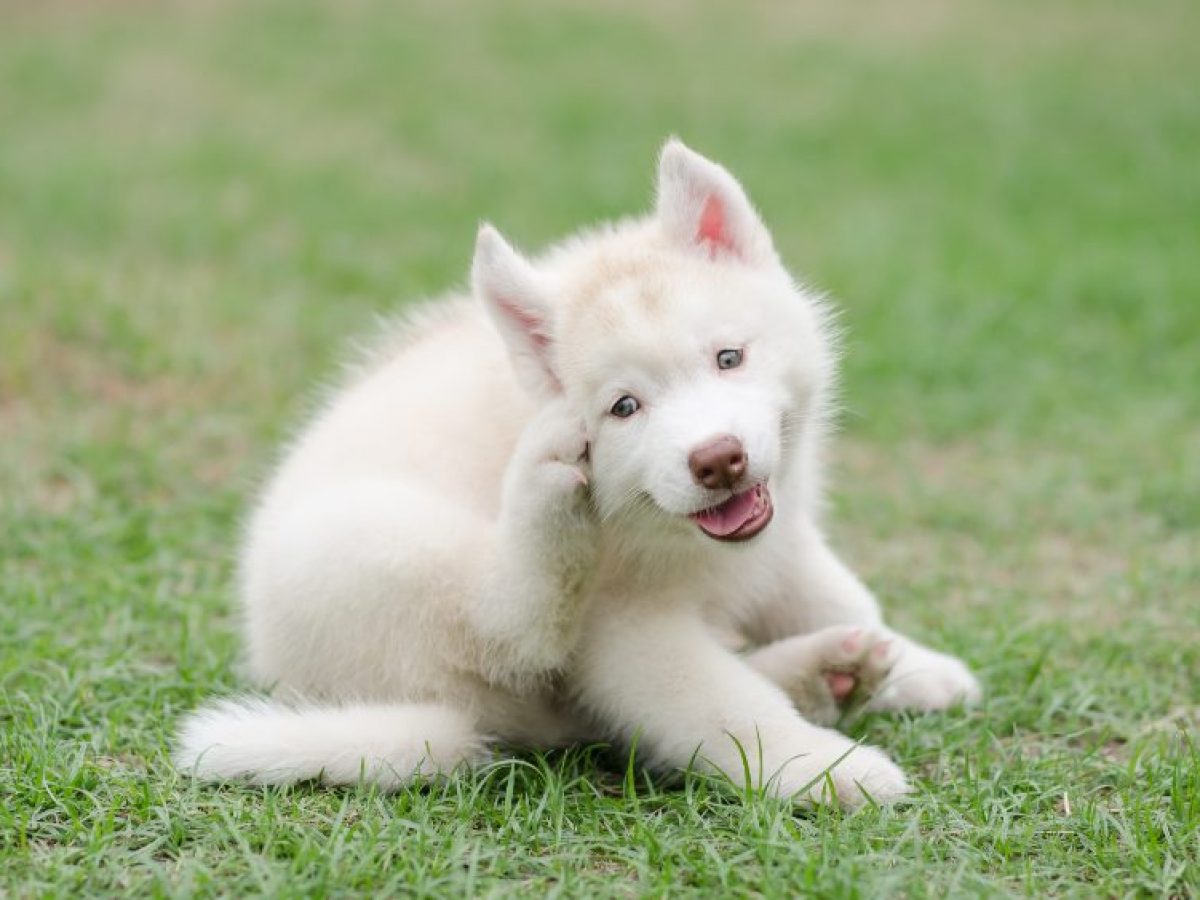 puede una picadura de garrapata causar parálisis en un perro