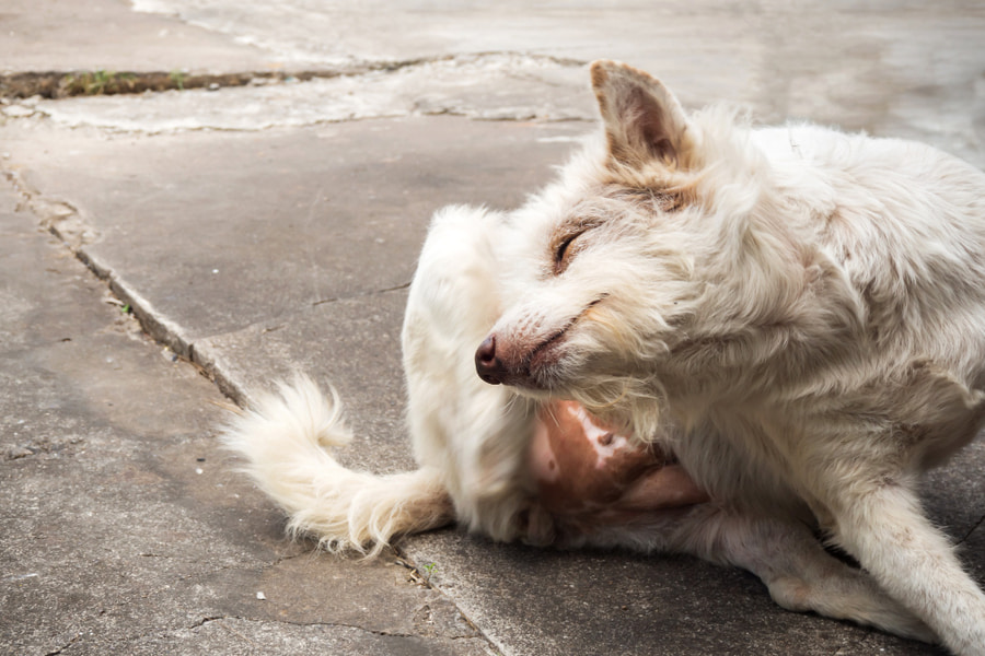 Enfermedades que transmiten las garrapatas a los perros