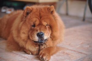 Guía sobre el chow chow