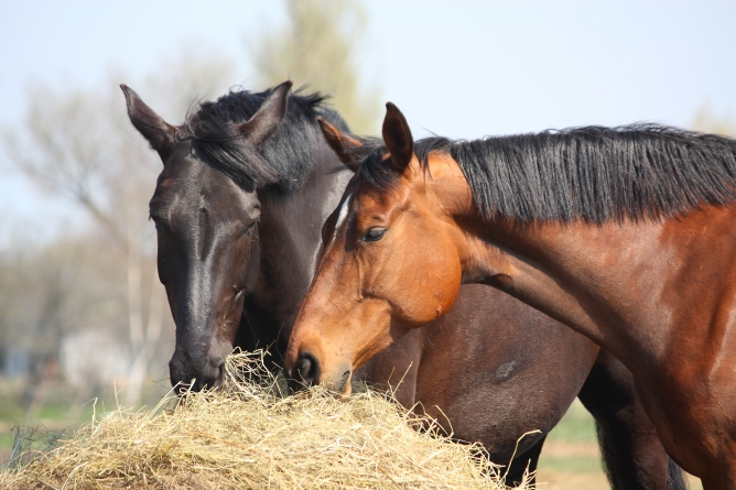 ¿Qué comen los caballos? - Tipos de alimentación y premios