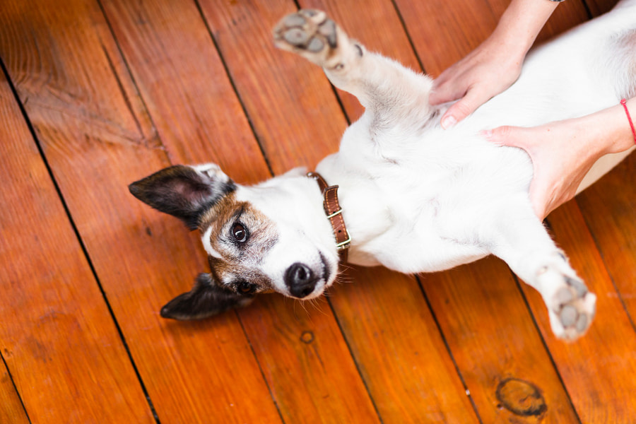 Guía de cuidados y características del Jack Russell Terrier