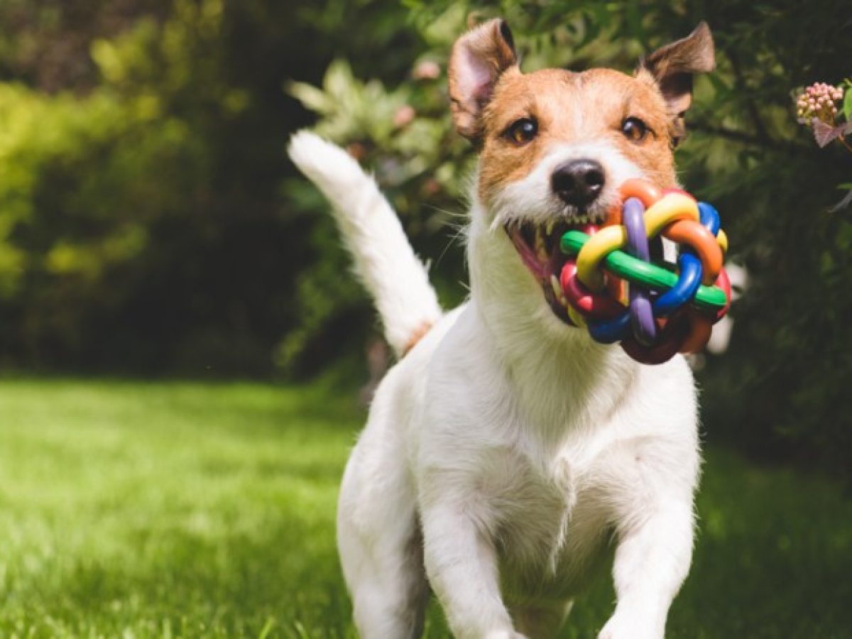 Juguetes para perros: ¿Por qué comprar juguetes específicos para