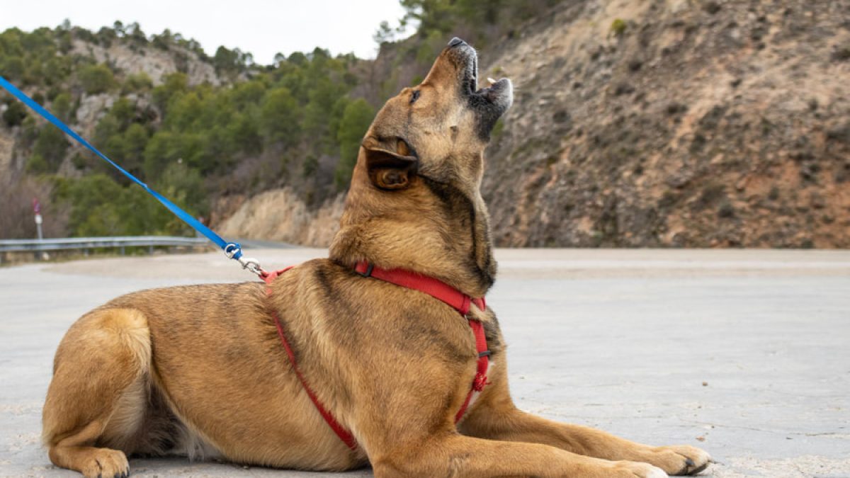 qué piensan los perros cuando aullamos