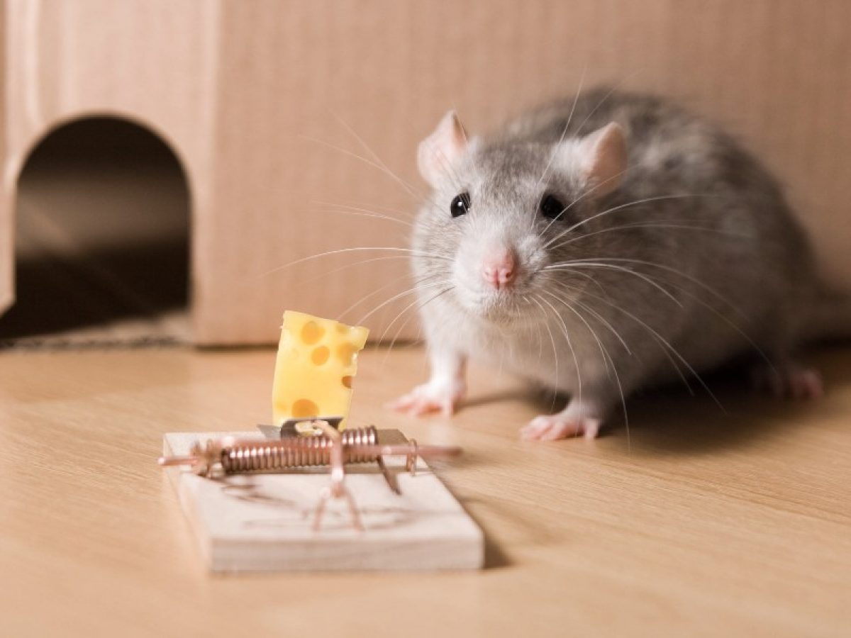 ᑕ❶ᑐ ¿Es efectivo el uso de trampas caseras para ratas y ratones?