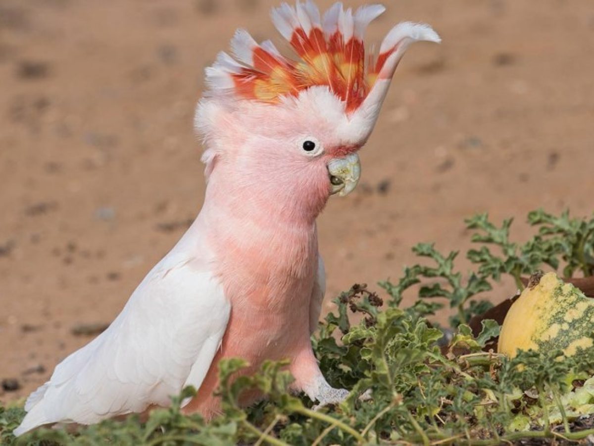 cuál es el temperamento de una cacatúa