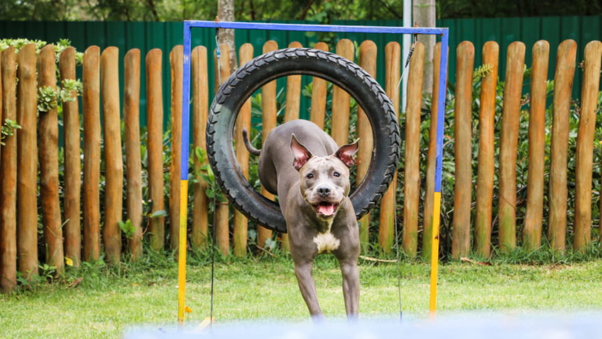 Mejores Juguetes para un Pitbull Resistentes y Divertidos Tiendanimal