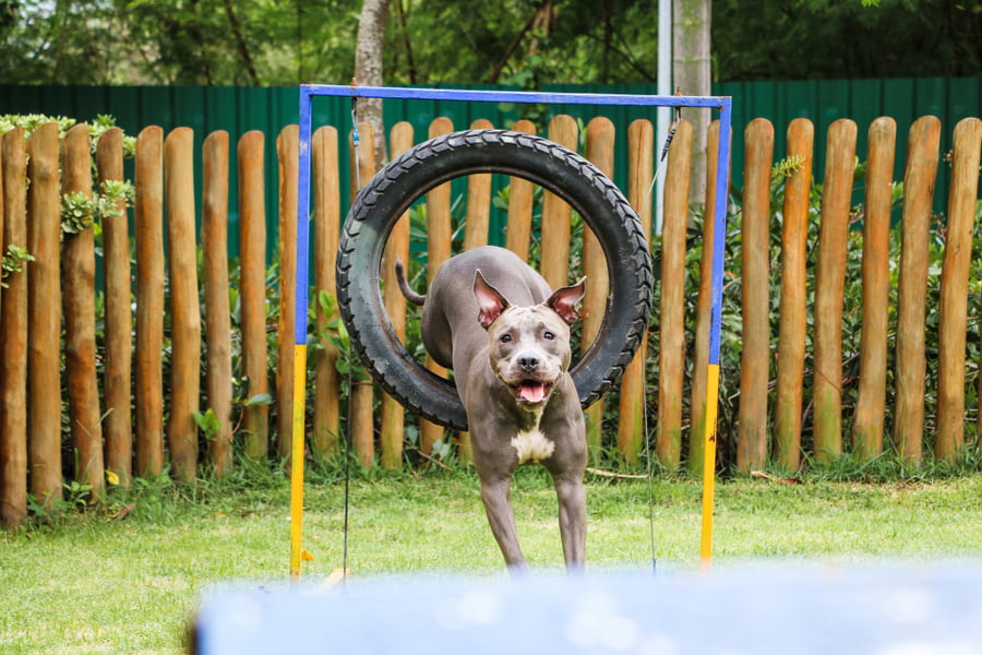 Los mejores juguetes para un pitbull