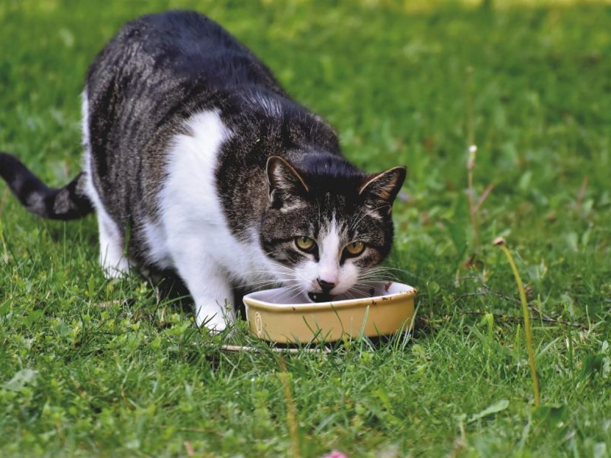 Preguntas sobre qué pueden comer los gatos| Tiendanimal