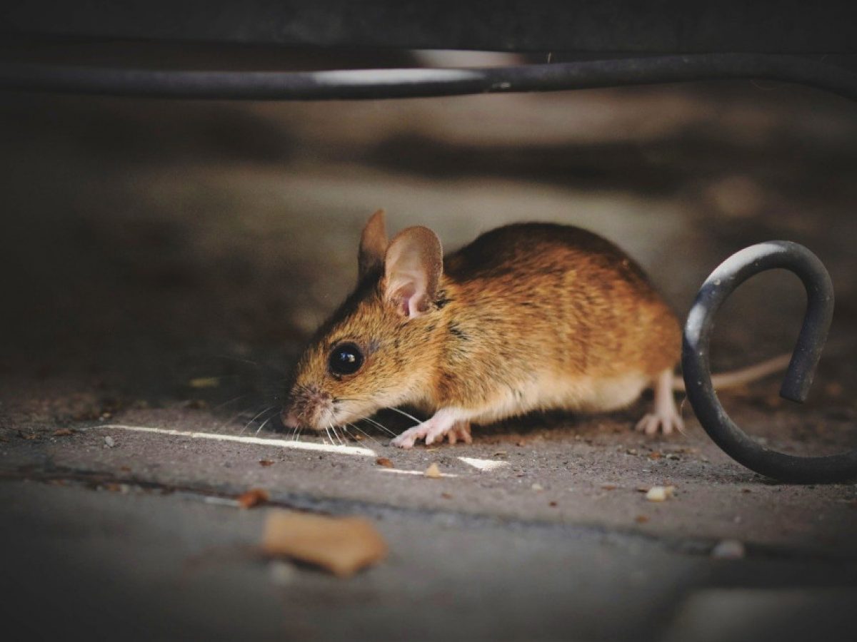 Cuánto tarda en morir un roedor después de ingerir veneno de un control de  plagas?