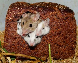 Trampa Ratones Vivos (sin Muerte) - Muy Segura y fácil de Utilizar -  Incluye Hamelin, Atrayente Natural de Ratones y Ratas