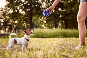 Enriquecimiento ambiental en perros