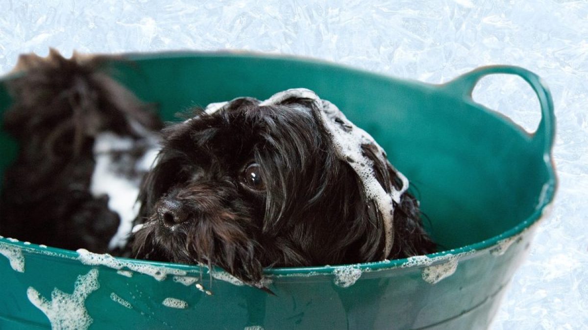 el color corre seguro para los perros