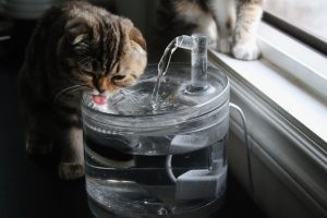 Cuánta agua debe beber un gato