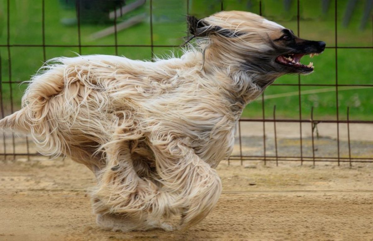 el lebrel afgano tiene moquillo canino