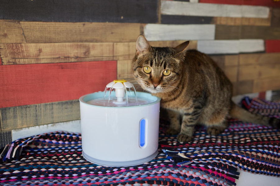 Por qué mi gato no bebe agua