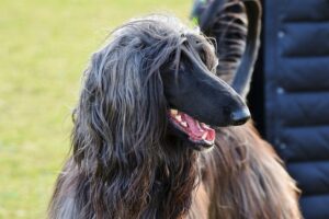 Guía información sobre el galgo afgano