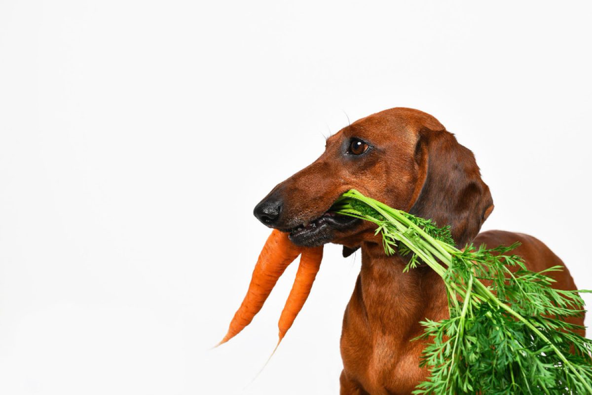 los guisantes son seguros para que los perros los coman