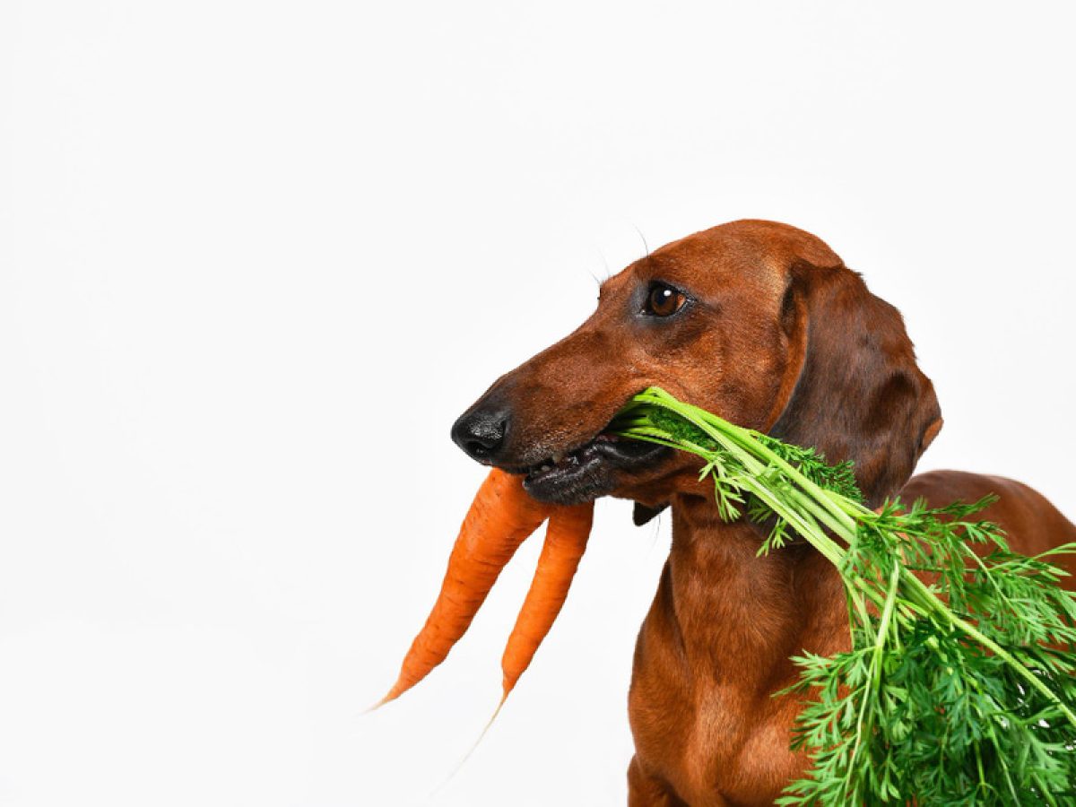 que darle de comer a mi perro