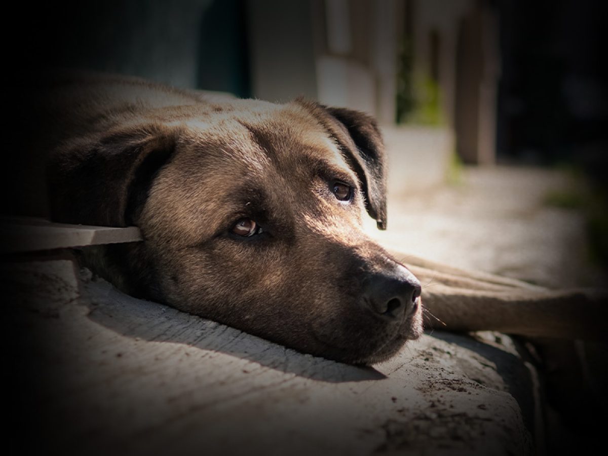 Qué hacer si encuentras un perro abandonado? | Tiendanimal