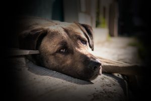 Qué hacer si encuentras un perro abandonado o perdido