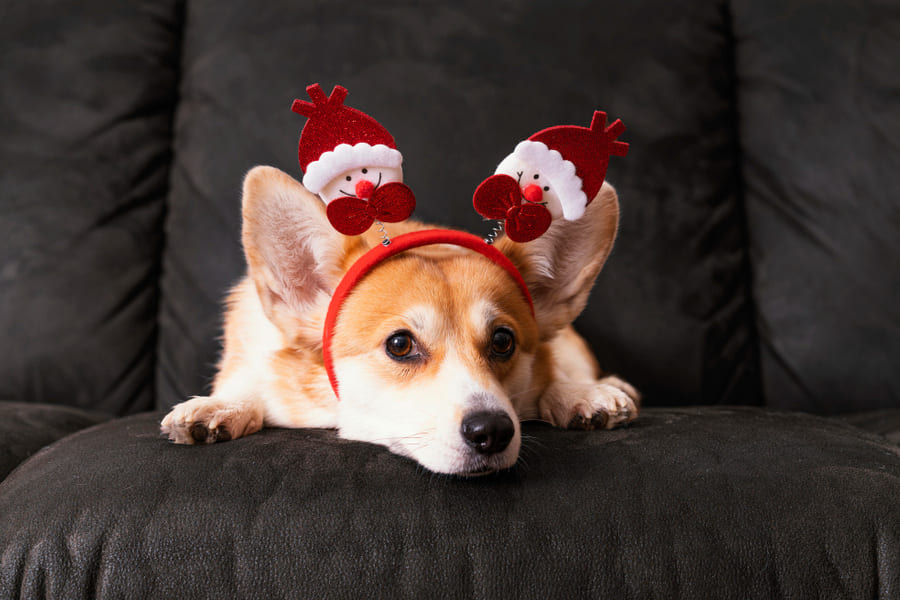 Cómo calmar a tu perro en Navidad: consejos para unas fiestas navideñas con tu peludo