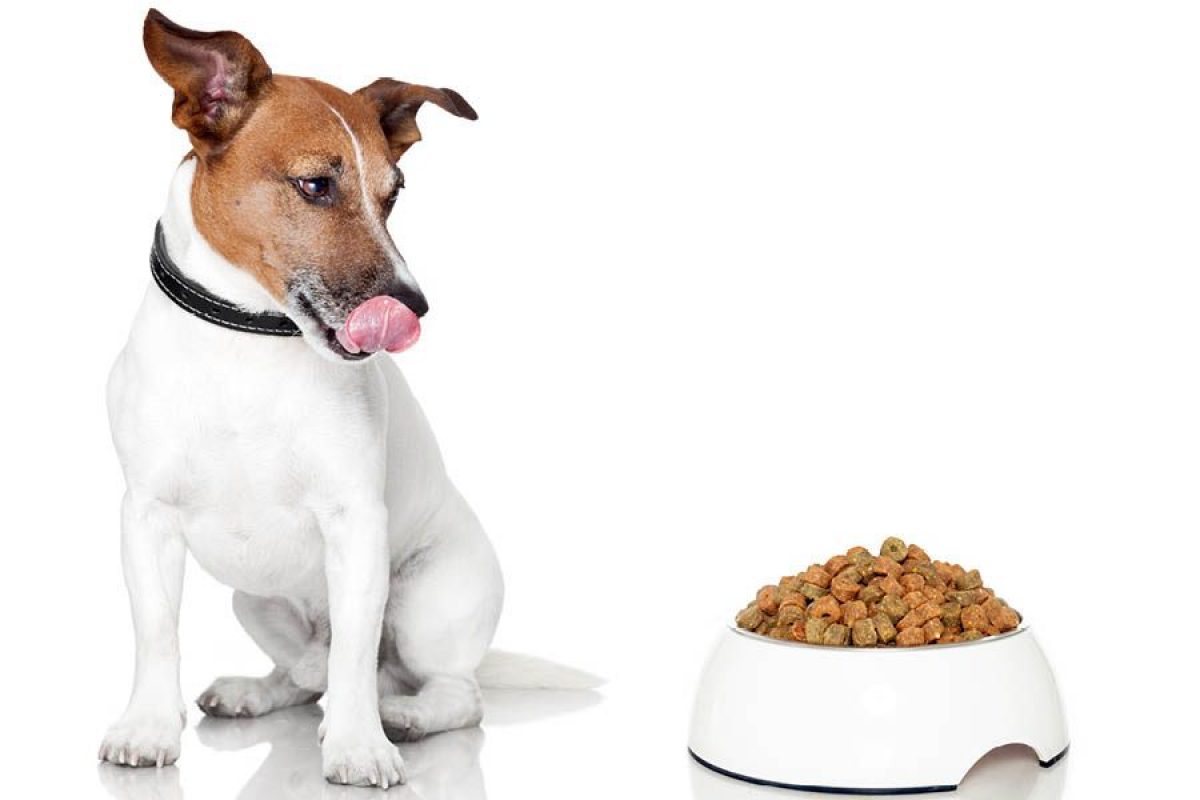 Pienso para perros elaborado con ingrediente sin cereales grain free —  Mundo Animal