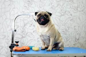 Qué es y beneficios de la ozonoterapia en perros