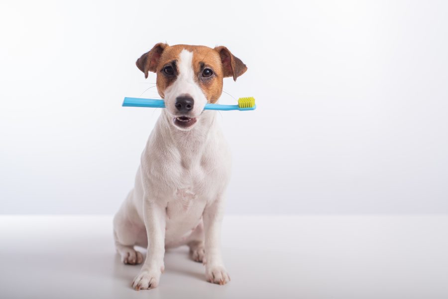 Higiene y Aseo para Perros