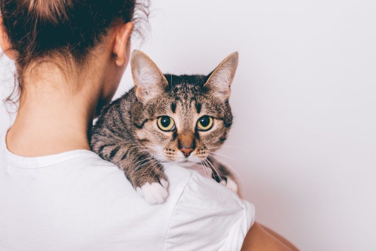 La suerte de ser un gato - Tiendanimal