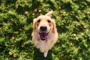 Cómo hacer feliz a tu perro y cómo saber si es feliz