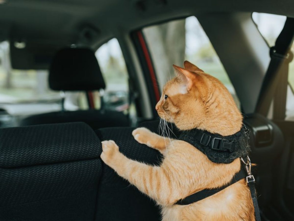 Cuánto tiempo puede viajar un gato en coche? – Feliway ES