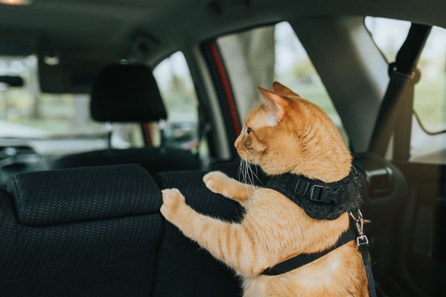 Mejores productos para viajar en el coche con tu perro o gato