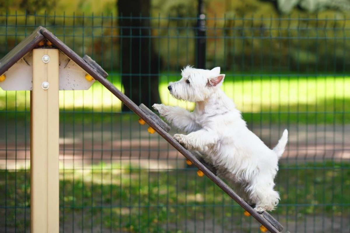 32 parques caninos para casi 15.000 perros censados en Salamanca